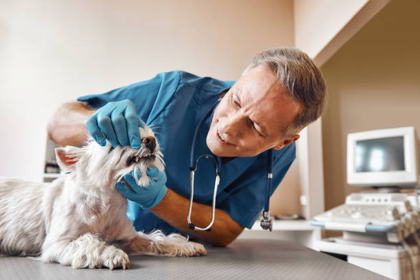 Best Emergency Dentist for Special Needs Patients in Shepherd, TX
